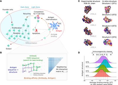 Germinal centers are permissive to subdominant antibody responses